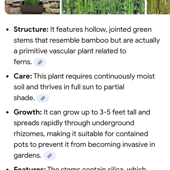 Horsetail, Approximately 25 Reeds w/ Roots - Picture 6 of 8